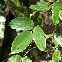 Mucuna atropurpurea (Roxb.) DC. ex Wight